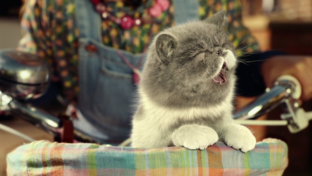 mpc-cat2