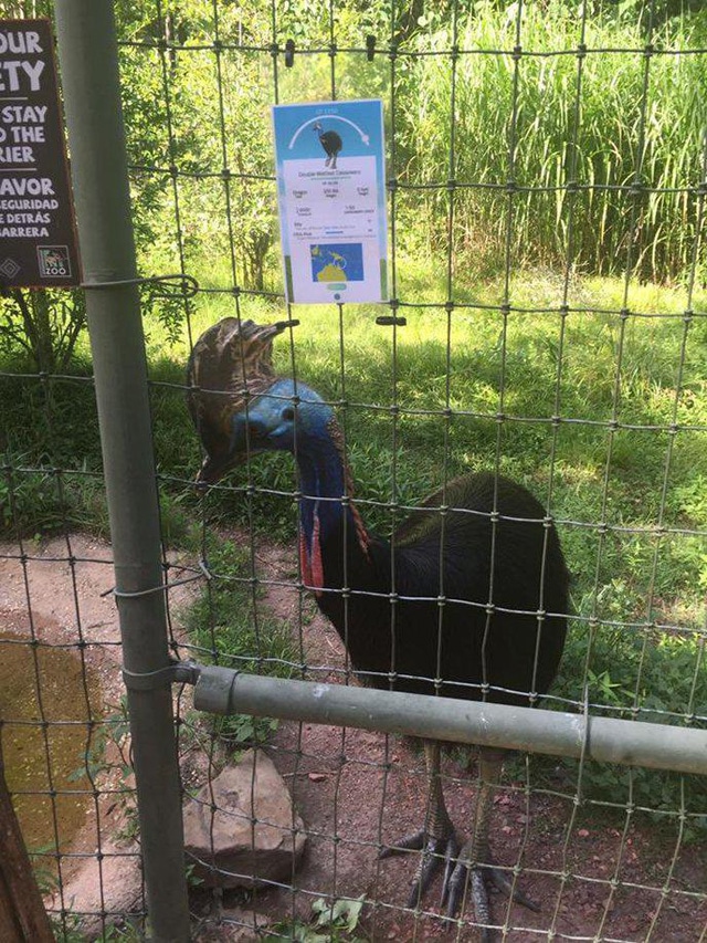 PokemonGO-Zoo-2