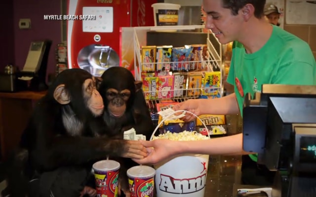 2-chimpanzes-projection-de-la-planete-des-singes-laffrontement0