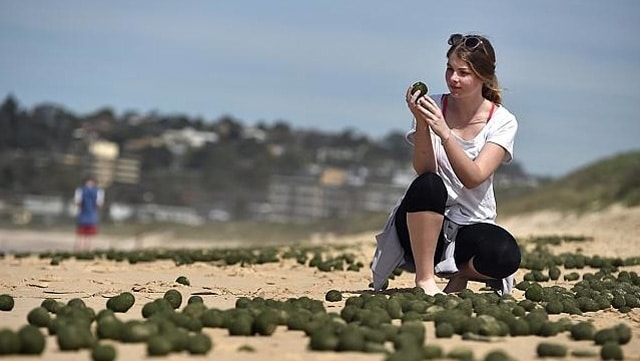 Dee-Why-Beach-eggs-03