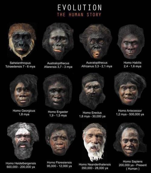Evolution-human