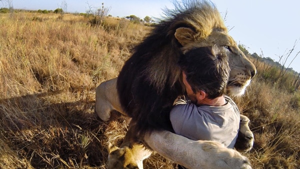 GoPro--Lion-Hug