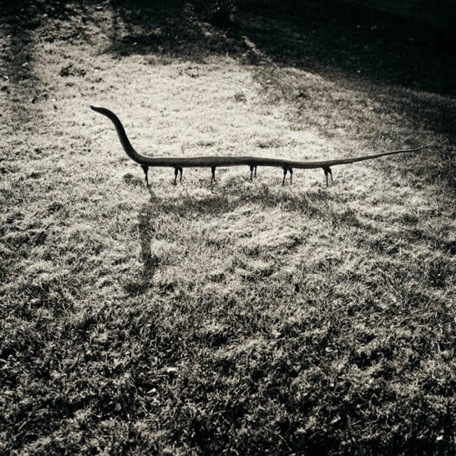 Joan-Fontcuberta