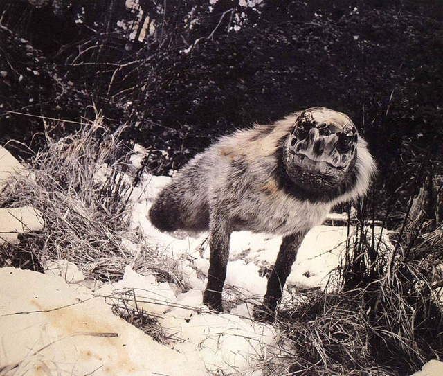 Joan-Fontcuberta6