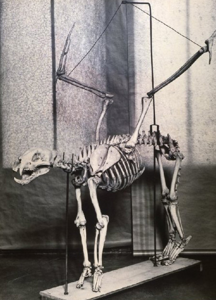 Joan-Fontcuberta8