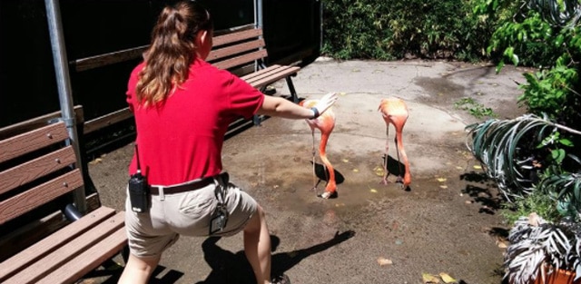 JurassicWorld-Zoo-7