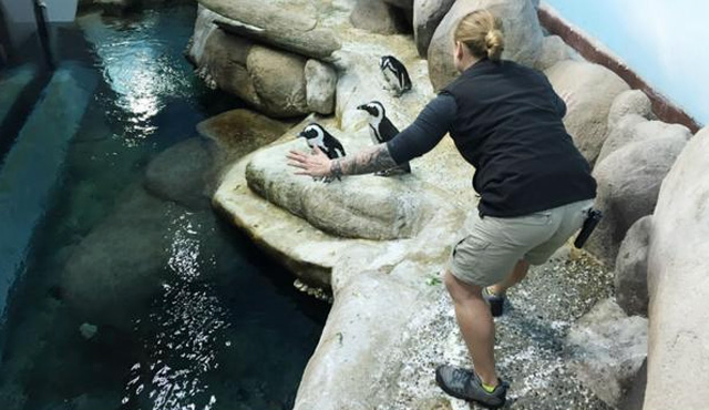 JurassicWorld-Zoo-8