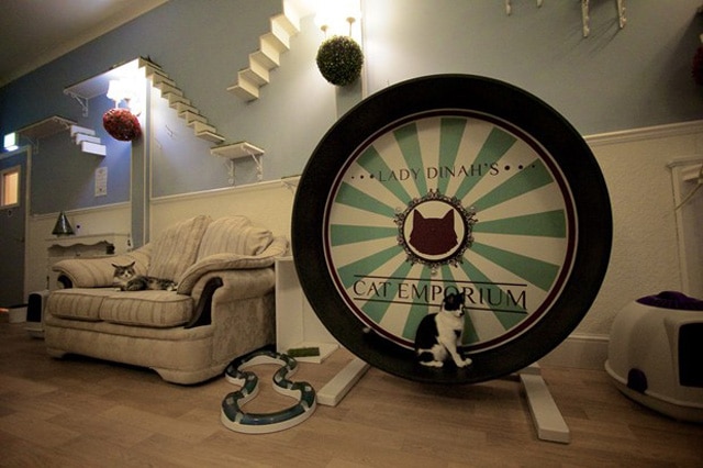 LadyDinahCatEmporium06