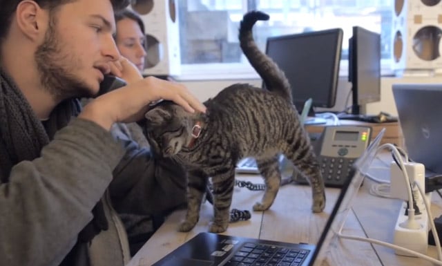 Poopy-Cat-Office2