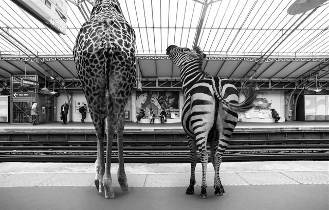 clarisse-rebotier-Animetro-05