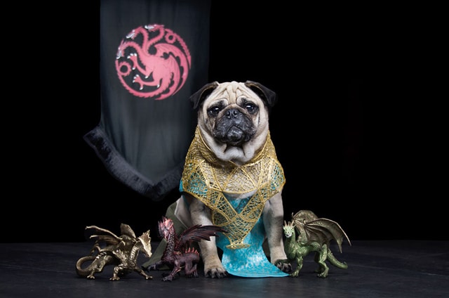 game-of-thrones-Blinkbox-dogs03